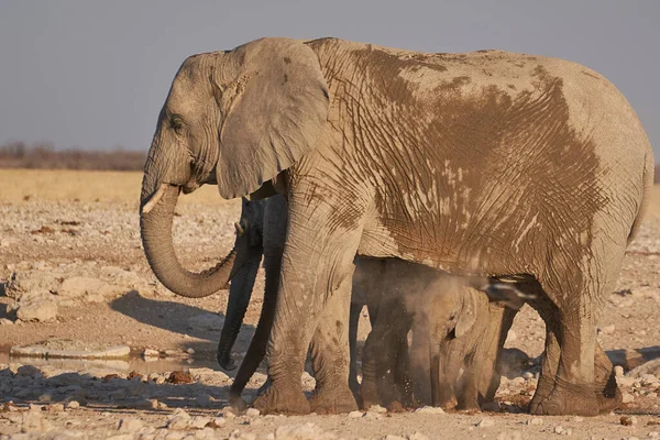 Group African Elephant Loxodonta Africana Waterhole Etosha National Park Namibia — Stock Photo, Image