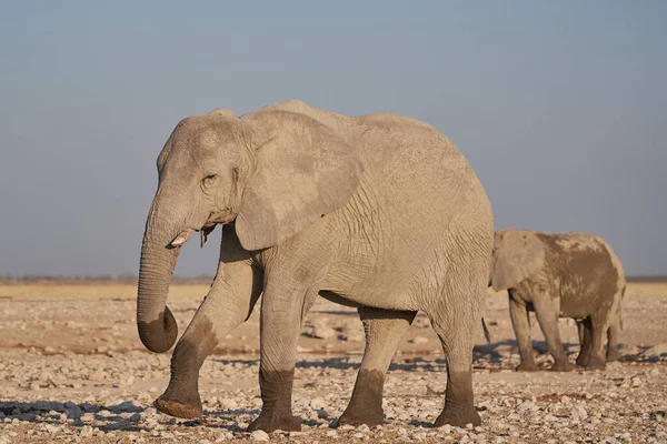 Group African Elephant Loxodonta Africana Waterhole Etosha National Park Namibia — Stok fotoğraf