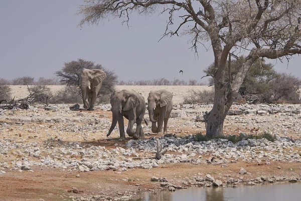 非洲象 Loxodonta Africana 接近纳米比亚埃托沙国家公园的一个水坑 — 图库照片
