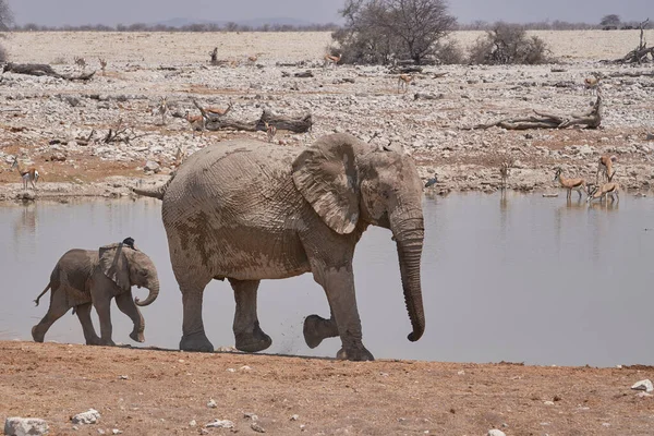 African Elephants Loxodonta Africana Crowded Waterhole Etosha National Park Namibia — Stock fotografie