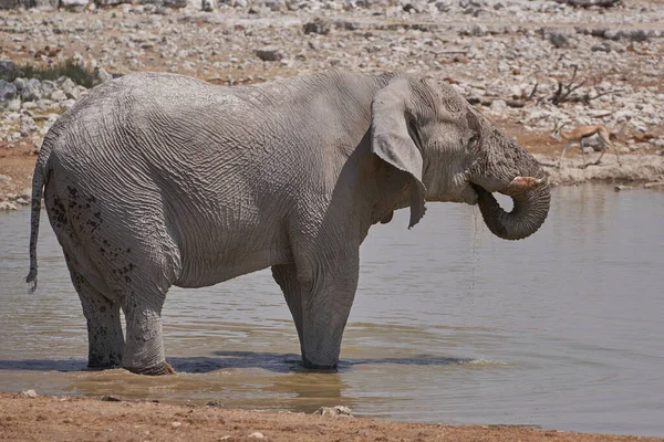 Large Male African Elephant Loxodonta Africana Waterhole Etosha National Park — Stock Photo, Image