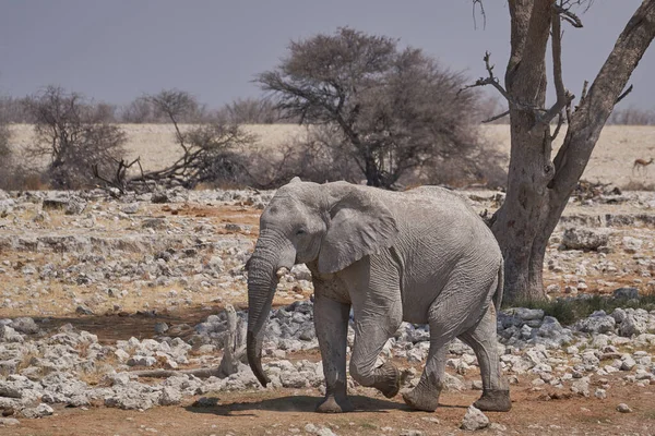 African Elephant Loxodonta Africana Approaching Waterhole Etosha National Park Namibia — Stock fotografie