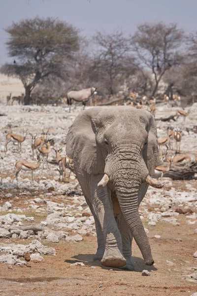 African Elephant Loxodonta Africana Approaching Waterhole Etosha National Park Namibia — Photo