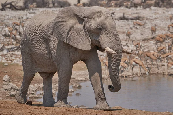非洲象 Loxodonta Africana 接近纳米比亚埃托沙国家公园的一个水坑 — 图库照片