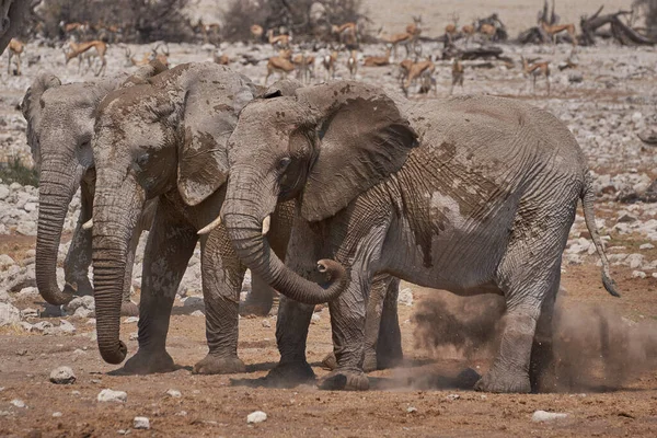 African Elephants Loxodonta Africana Crowded Waterhole Etosha National Park Namibia — Stock Fotó
