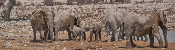 African Elephants Loxodonta Africana Crowded Waterhole Etosha National Park Namibia — Foto de Stock