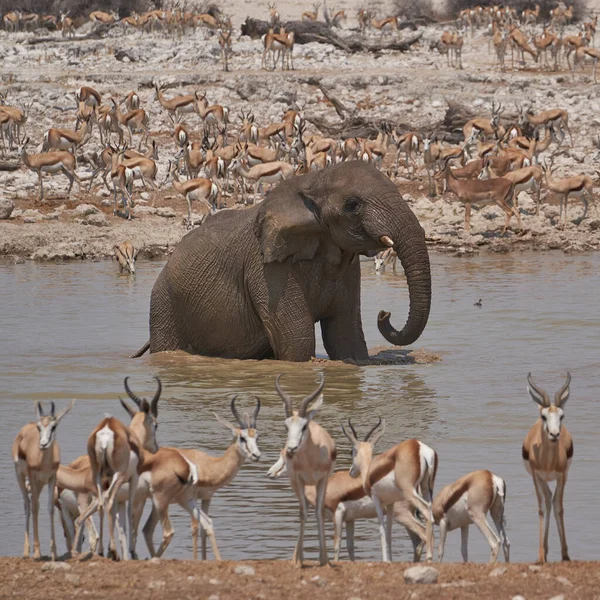 African Elephants Loxodonta Africana Crowded Waterhole Etosha National Park Namibia — Φωτογραφία Αρχείου