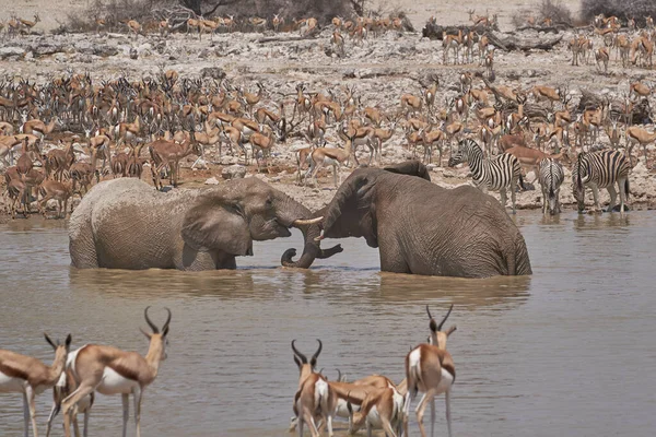 African Elephants Loxodonta Africana Crowded Waterhole Etosha National Park Namibia — Foto Stock