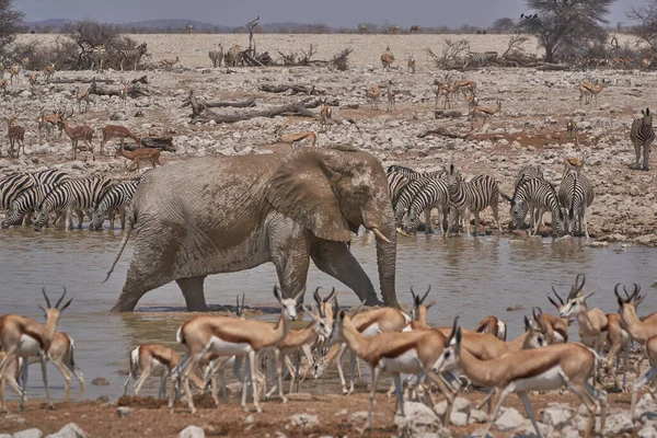 African Elephants Loxodonta Africana Crowded Waterhole Etosha National Park Namibia — Stock Fotó