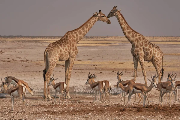 ナミビアのエトーシャ国立公園の混雑した水飲み場で飲むキリン Giraffa Camelopardalis — ストック写真