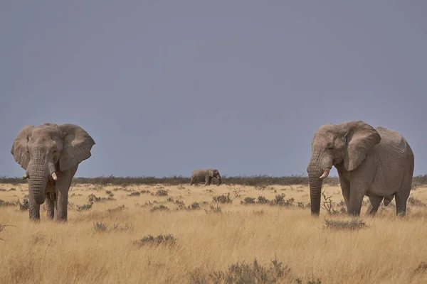 在纳米比亚埃托沙国家公园干旱地带觅食的大型非洲公象 Loxodonta Africana — 图库照片
