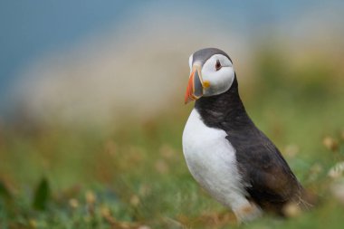 Galler 'in Pembrokeshire kıyısındaki Skomer Adası kayalıklarında Atlantik martısı (Fratercula arktica)