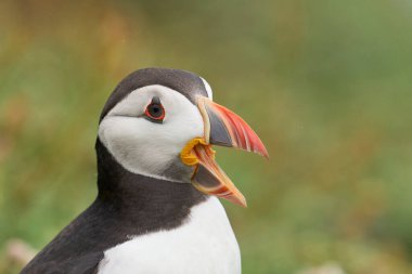 Atlantik martısı (Fratercula arktika) İngiltere 'nin Galler kıyısındaki Pembrokeshire açıklarındaki Skomer Adası' na sesleniyor
