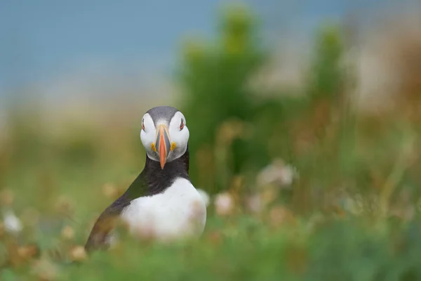 Atlantlunnefågel Fratercula Arctica Klipporna Skomer Utanför Pembrokeshire Wales Förenade Kungariket — Stockfoto