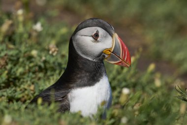 Galler 'in Pembrokeshire kıyısındaki Skomer Adası kayalıklarında Atlantik martısı (Fratercula arktica)