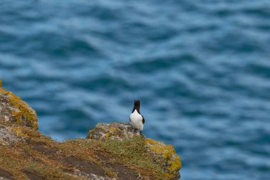 Galler açıklarındaki Skomer Adası 'nda üreme mevsiminde bir kayanın üzerindeki Razorbill (Alca torda).