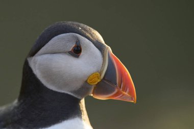 Galler 'in Pembrokeshire kıyısındaki Skomer Adası kayalıklarında Atlantik martısı (Fratercula arktica)