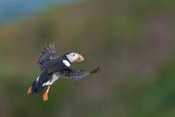 Puffin Fratercula Arctica Πτήσει Κατά Μήκος Της Ακτής Της Νήσου — Φωτογραφία Αρχείου