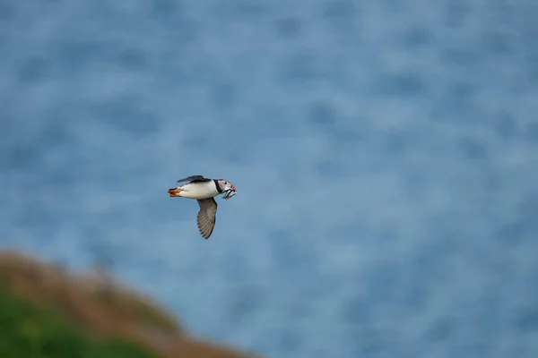 Puffin Fratercula Arctica Volando Con Peces Pequeños Pico Para Alimentar — Foto de Stock