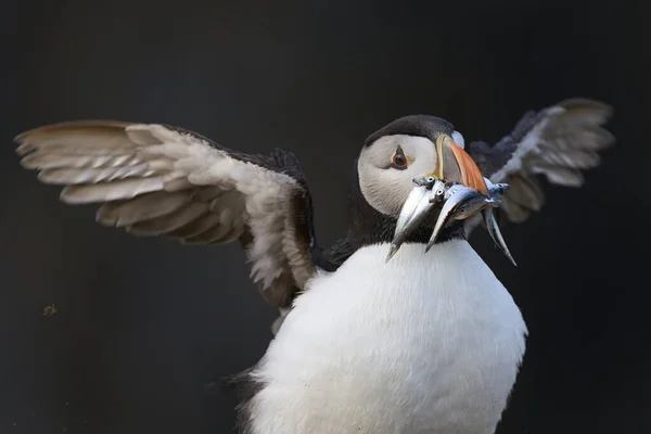 Puffin Fratercula Arctica Carrying Small Fish Its Beak Feed Its — 스톡 사진