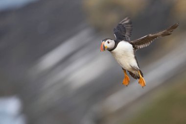 Puffin (Fratercula arktika) İngiltere 'nin Galler kenti Pembrokeshire açıklarında Skomer Adası kıyılarına iniyor.