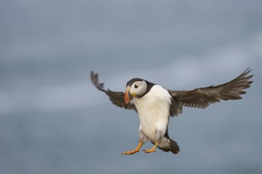Puffin (Fratercula arktika) İngiltere 'nin Galler kenti Pembrokeshire açıklarında Skomer Adası kıyılarına iniyor.