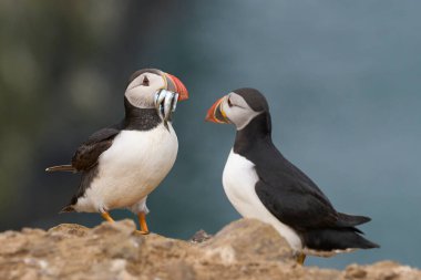 Puffin (Fratercula arctica) carrying small fish in its beak to feed its chick on Skomer Island off the coast of Pembrokeshire in Wales, United Kingdom