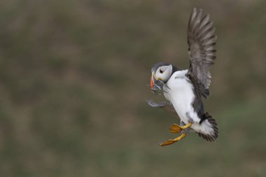 Puffin (Fratercula arktika), İngiltere 'nin Galler kıyısındaki Pembrokeshire açıklarındaki Skomer Adası' nda yavrusunu beslemek için gagasında küçük balıklarla karaya çıkar.