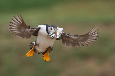 Puffin (Fratercula arktika), İngiltere 'nin Galler kıyısındaki Pembrokeshire açıklarındaki Skomer Adası' nda yavrusunu beslemek için gagasında küçük balıklarla karaya çıkar.