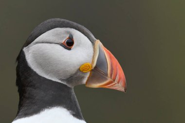 Galler 'in Pembrokeshire kıyısındaki Skomer Adası kayalıklarında Atlantik martısı (Fratercula arktica)