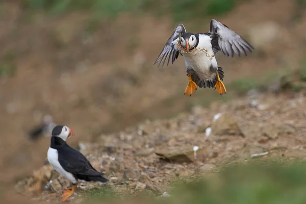 stock image Puffin (Fratercula arctica) landing with vegetation in its beak on the coast of Skomer Island off the coast of Pembrokeshire in Wales, United Kingdom