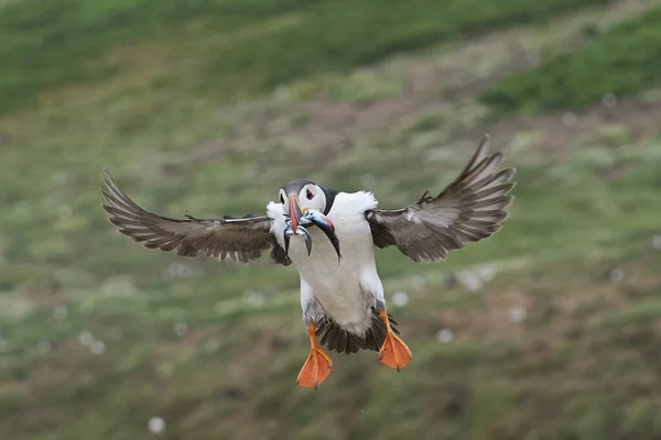 Puffin Fratercula Arctica Lądujący Małymi Rybami Dziobie Aby Nakarmić Pisklę — Zdjęcie stockowe