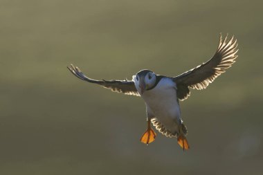 Puffin (Fratercula arkktika) batan güneşe karşı Birleşik Krallık 'ın Galler kıyısındaki Pembrokeshire açıklarında Skomer Adası kıyılarına iniş yaptı.