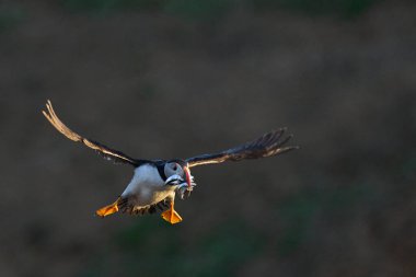 Puffin (Fratercula arktika), İngiltere 'nin Galler kıyısındaki Pembrokeshire açıklarındaki Skomer Adası' nda yavrusunu beslemek için gagasında küçük balıklarla karaya çıkar.