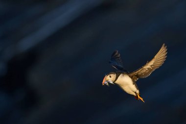 Puffin (Fratercula arktika), İngiltere 'nin Galler kıyısındaki Pembrokeshire açıklarındaki Skomer Adası' nda yavrusunu beslemek için gagasında küçük balıklarla karaya çıkar.