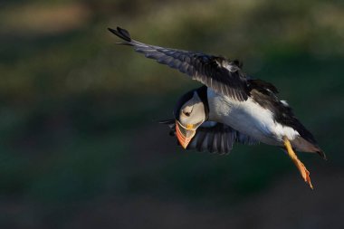 Puffin (Fratercula arktika) Galler 'deki Pembrokeshire açıklarındaki Skomer Adası kıyısı boyunca uçuyor.