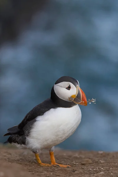 Atlantic Puffin Fratercula Arctica Carrying Piece Plant Its Bill Cliffs — Stock Photo, Image