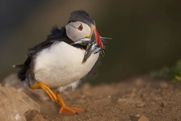 Macareux Fratercula Arctica Transportant Des Petits Poissons Dans Son Bec — Photo