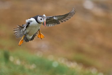 Puffin (Fratercula arktika) İngiltere 'nin Galler kenti Pembrokeshire açıklarında Skomer Adası kıyılarına iniyor.