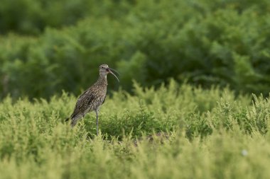 Curlew (Numenius arquata) Pembrokeshire, Galler 'deki Skomer Adası' ndan arıyor.