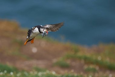 Puffin (Fratercula arktika), İngiltere 'nin Galler kıyısındaki Pembrokeshire açıklarındaki Skomer Adası' nda yavrusunu beslemek için gagasında küçük balıklarla karaya çıkar.