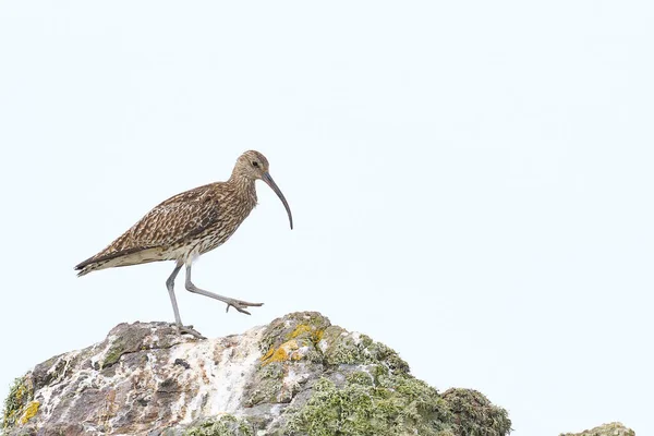 Brachvogel Numenius Arquata Auf Einem Felsvorsprung Auf Skomer Island Pembrokeshire — Stockfoto