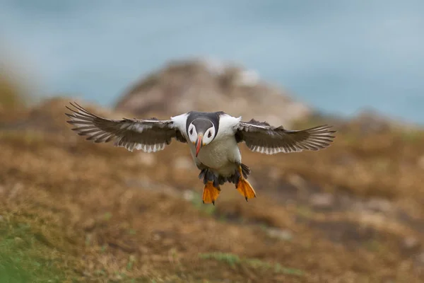 stock image Puffin (Fratercula arctica) landing the coast of Skomer Island off the coast of Pembrokeshire in Wales, United Kingdom