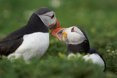 Atlantik martısı (Fratercula arktika) Galler 'deki Pembrokeshire açıklarındaki Skomer Adası kayalıklarında etkileşim halindedir.