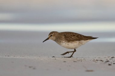 Beyaz popolu Sandpiper (Calidris fuscicollis) Falkland Adaları 'ndaki Gönüllü Noktası' nda plaj boyunca yiyecek arıyor