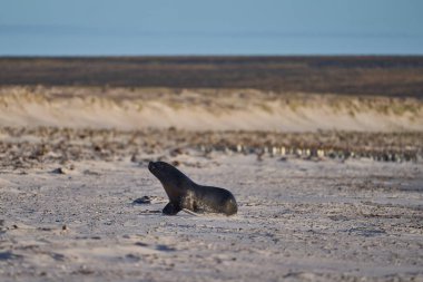 Falkland Adaları kıyılarında penguen avlayan büyük erkek Güney Denizi Aslanı (Otaria flavescens).