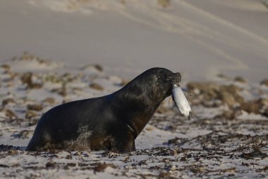 Büyük erkek Güney Denizi Aslanı (Otaria flavescens), Falkland Adaları kıyısındaki denize yeni yakalanmış bir Magellanic penguenini (Spheniscus magellanicus) ağzında taşır..