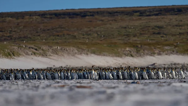 Velká Skupina Tučňáků Královských Aptenodytes Patagonicus Sestupuje Písčitém Břehu Pláž — Stock fotografie
