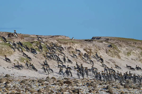 Velká Skupina Tučňáků Královských Aptenodytes Patagonicus Prchá Kvůli Bezpečnosti Protože — Stock fotografie