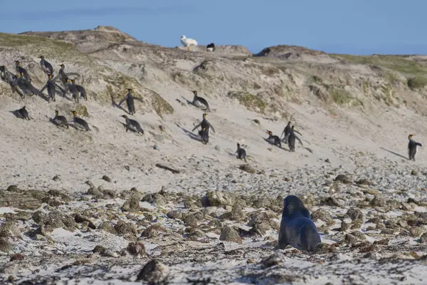 Velká Skupina Tučňáků Královských Aptenodytes Patagonicus Prchá Kvůli Bezpečnosti Protože — Stock fotografie